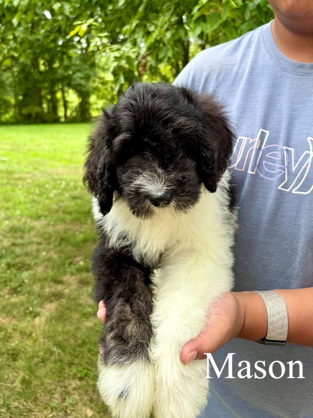 Mason (orange collar) 1